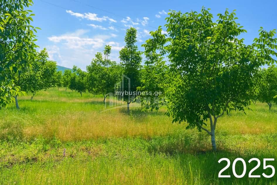 იყიდება აგრობიზნესი კასპში (13/20)