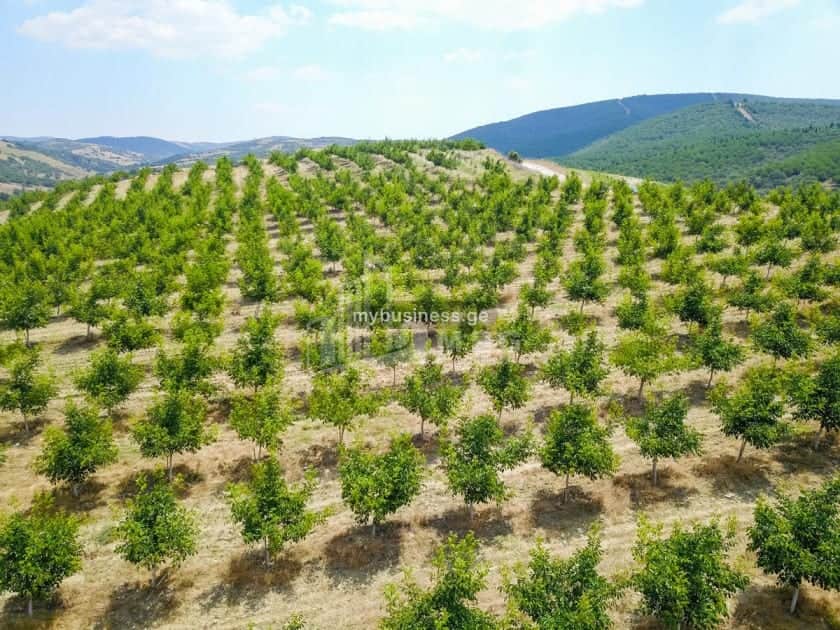 იყიდება აგრობიზნესი კასპში (16/20)